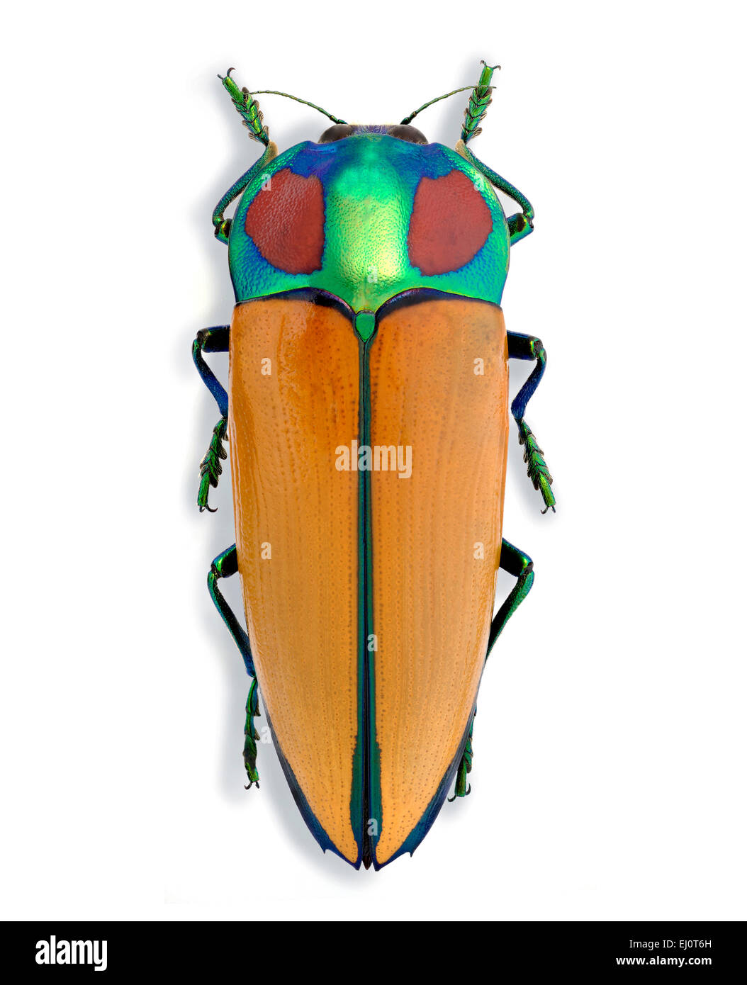 標本 Australia Calodema regale 42mm 標本 Australia Calodema regale 42mm Calodema jewel beetles in