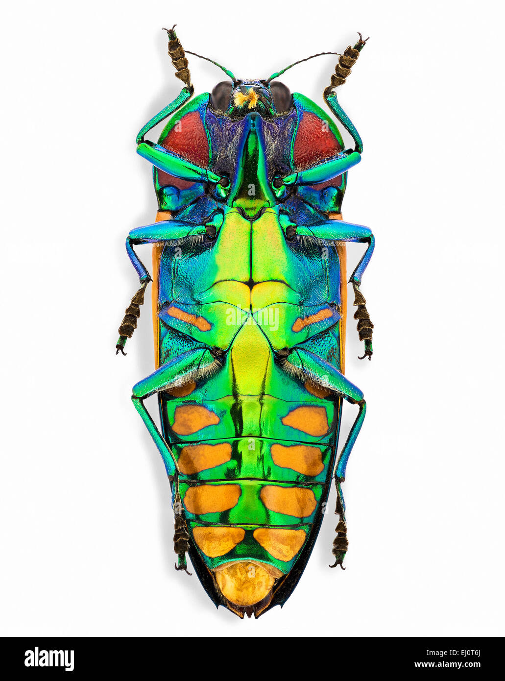 Calodema hi-res stock photography and images - Alamy