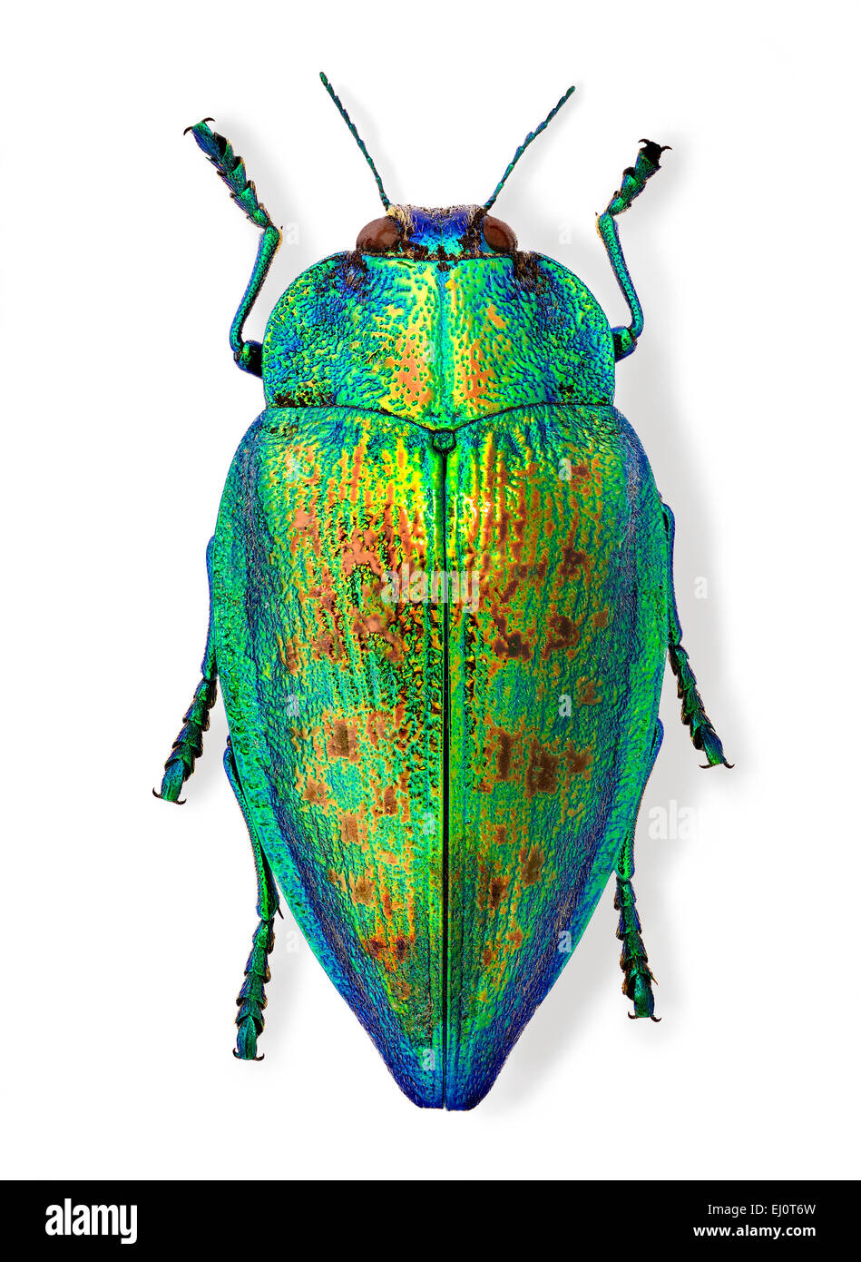 Polybothris obtusa Stock Photo 79924289 Alamy