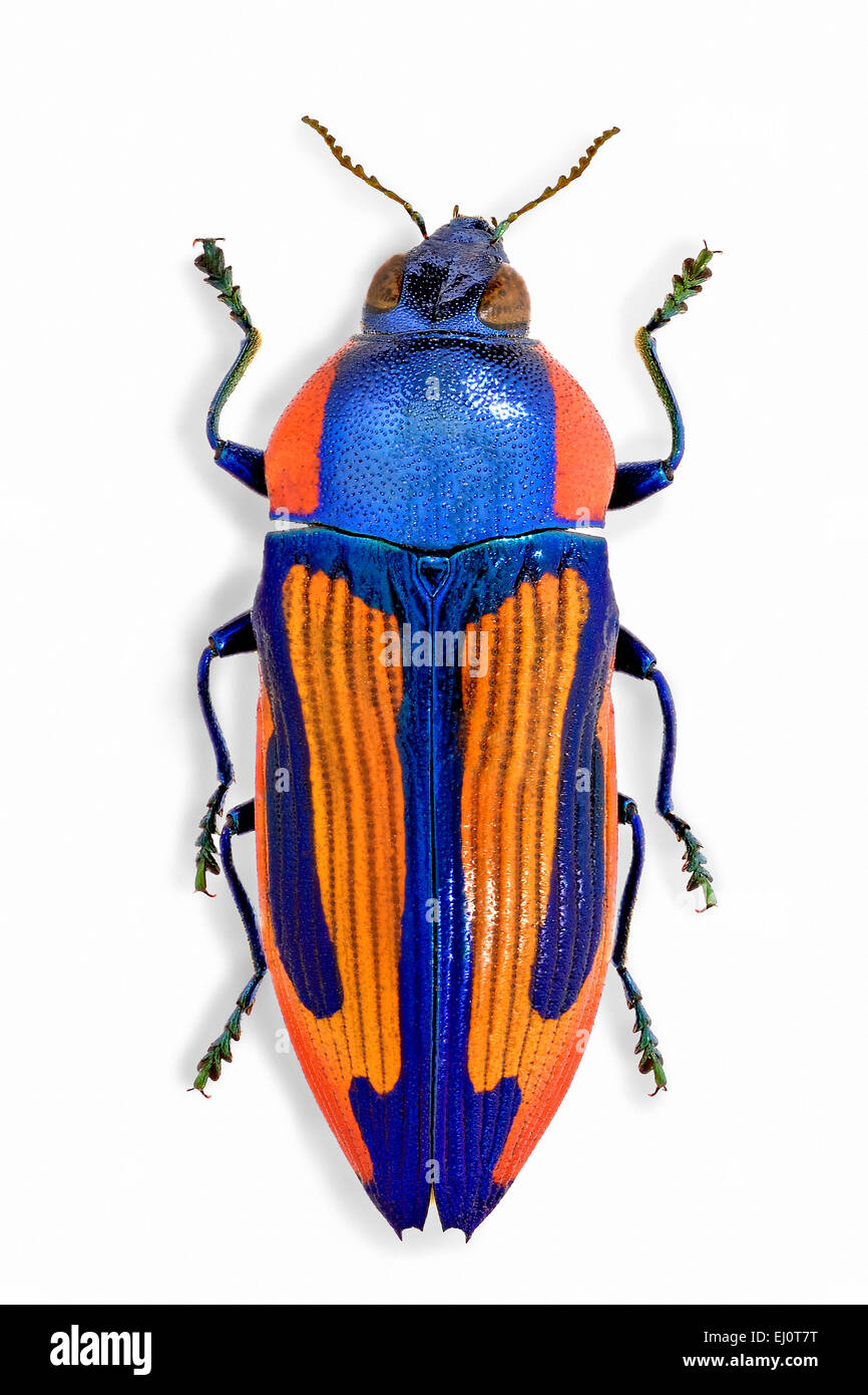 Castiarina hires stock photography and images Alamy