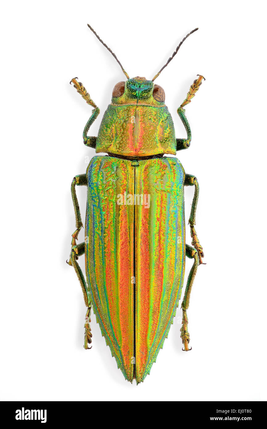 Chrysodema dohrni Stock Photo Alamy