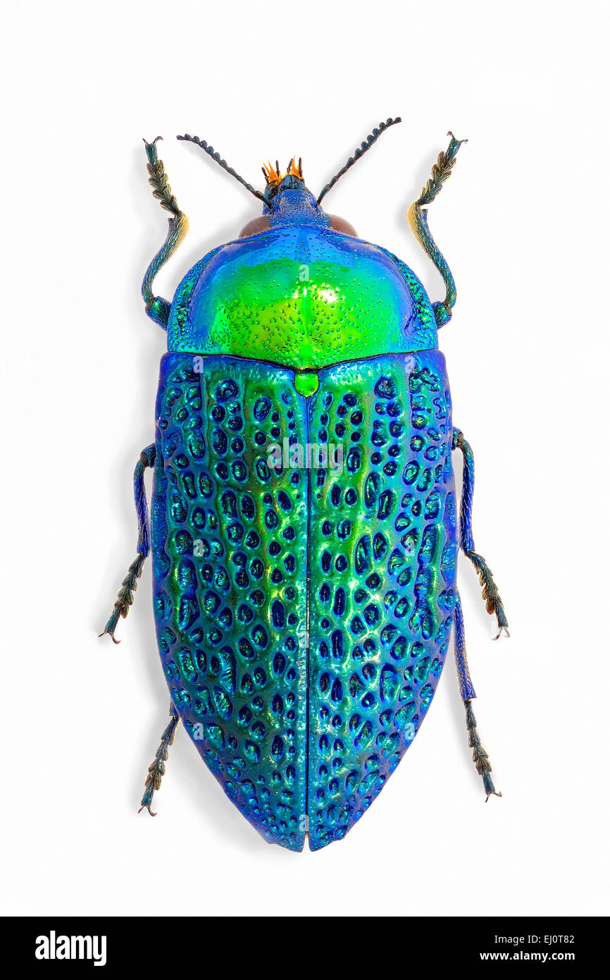 Stigmodera gratiosa hi-res stock photography and images - Alamy