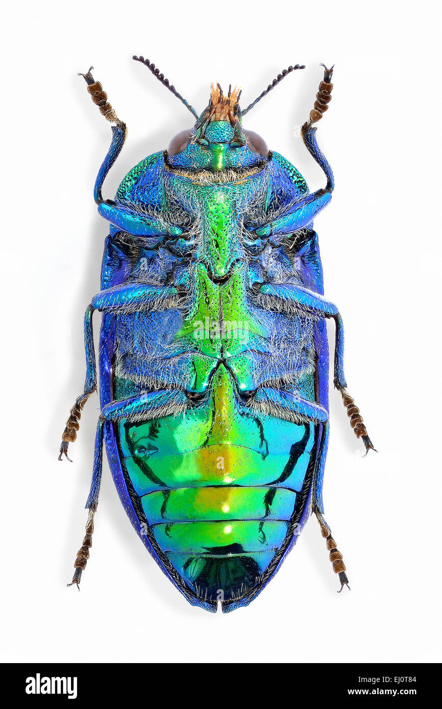 Stigmodera gratiosa hi-res stock photography and images - Alamy