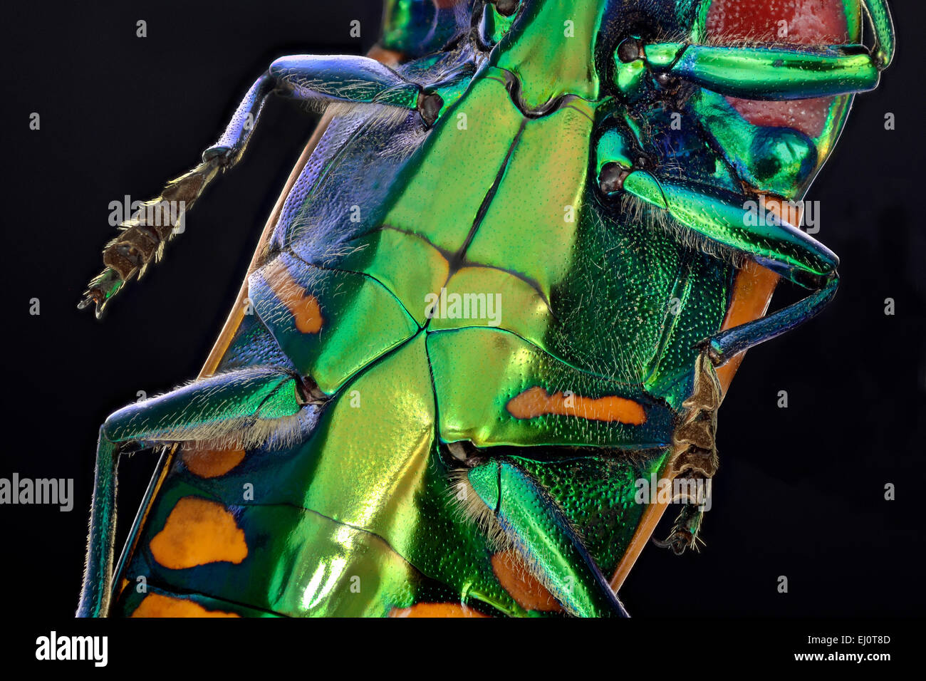 Calodema hi-res stock photography and images - Alamy