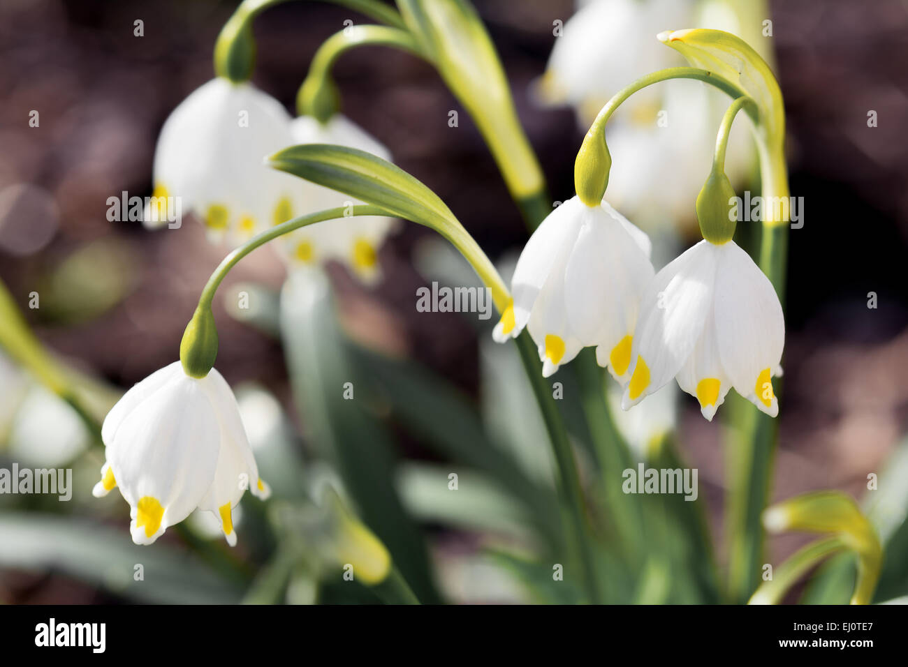 Leucojum vernum hi-res stock photography and images - Alamy