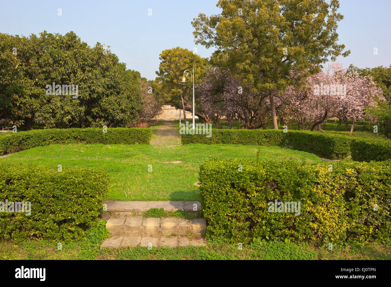 Ornamental gardens with flowering cherry trees and mango trees with lawns and clipped hedges at Pinjore gardens, Haryana, India Stock Photo