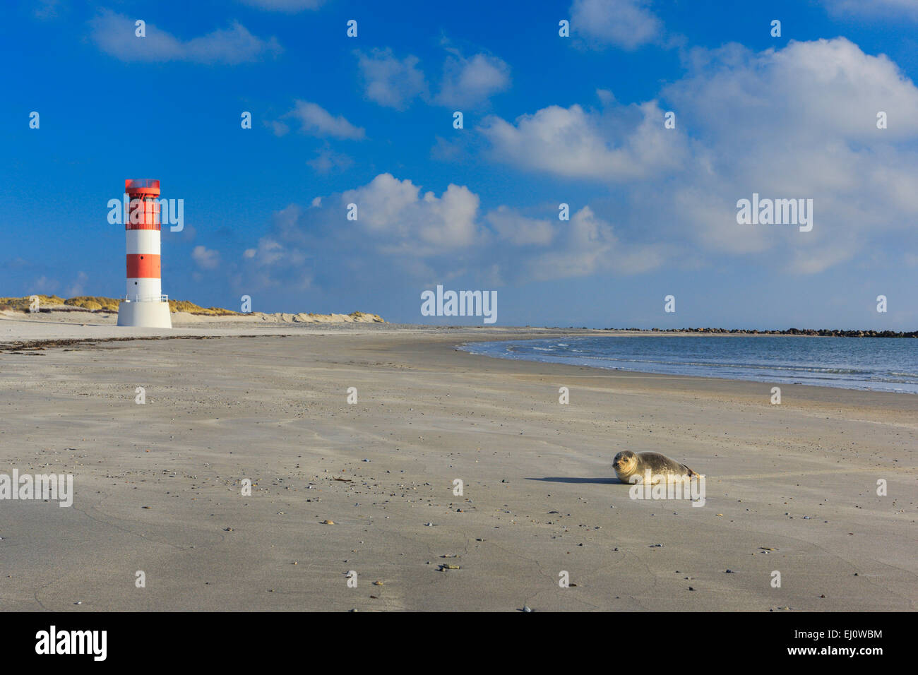 Germany, Europe, dune, dune grass, Helgoland, island, isle, coast, coastal vegetation, lighthouse, sea, seashore, marine mammal, Stock Photo