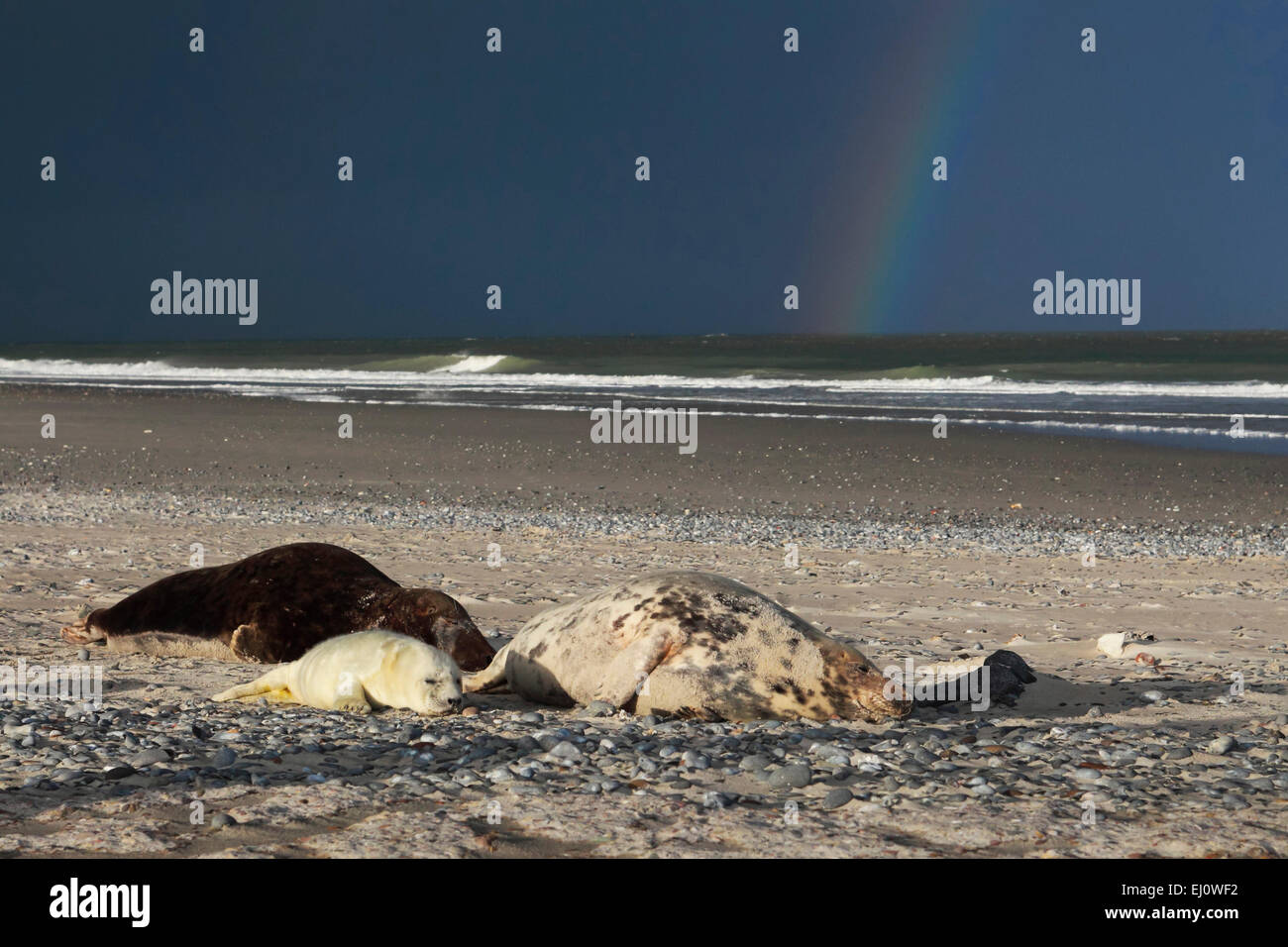 Bull, Germany, Europe, family, Halichoerus grypus, Helgoland, dune, island, isle, grey seal, coast, Lanugo, sea, marine mammal, m Stock Photo