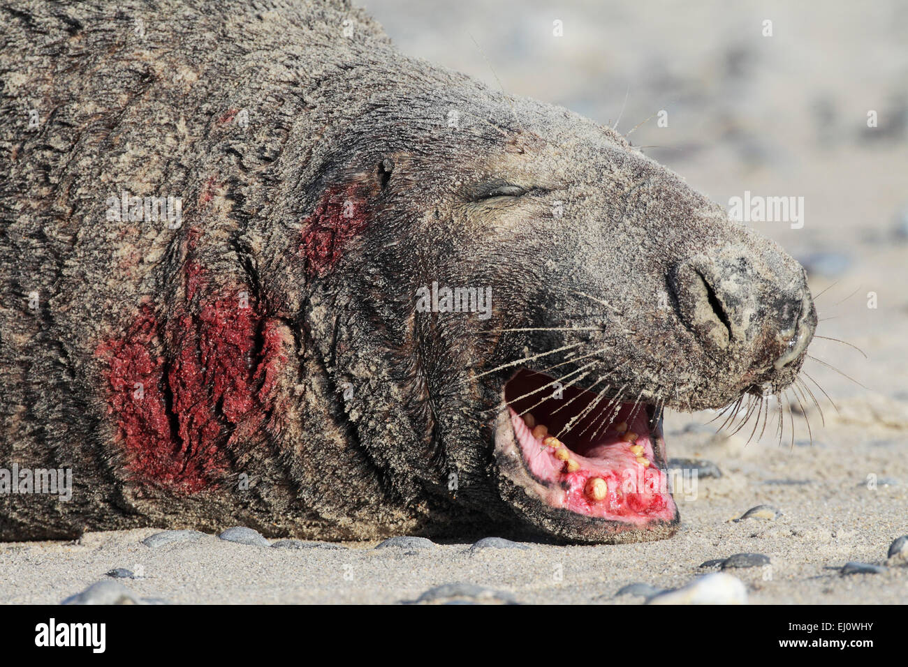 Blood, bull, Germany, Europe, Halichoerus grypus, Helgoland, dune, island, isle, fight, battle, fight wounds, grey seal, coast, p Stock Photo