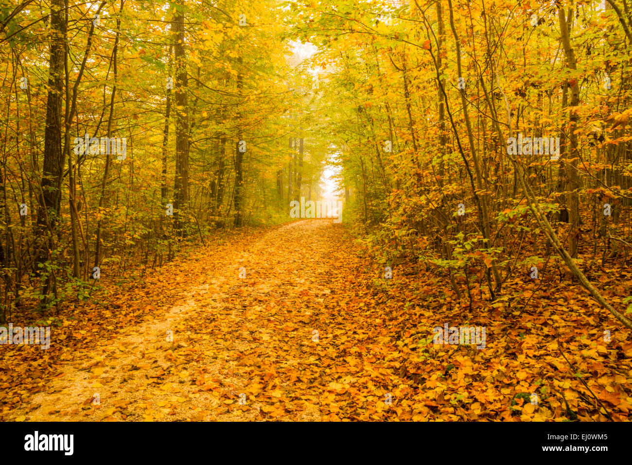 Germany, Europe, Swabian alps, autumn, beeches, trees, fagus sylvatica, way Stock Photo