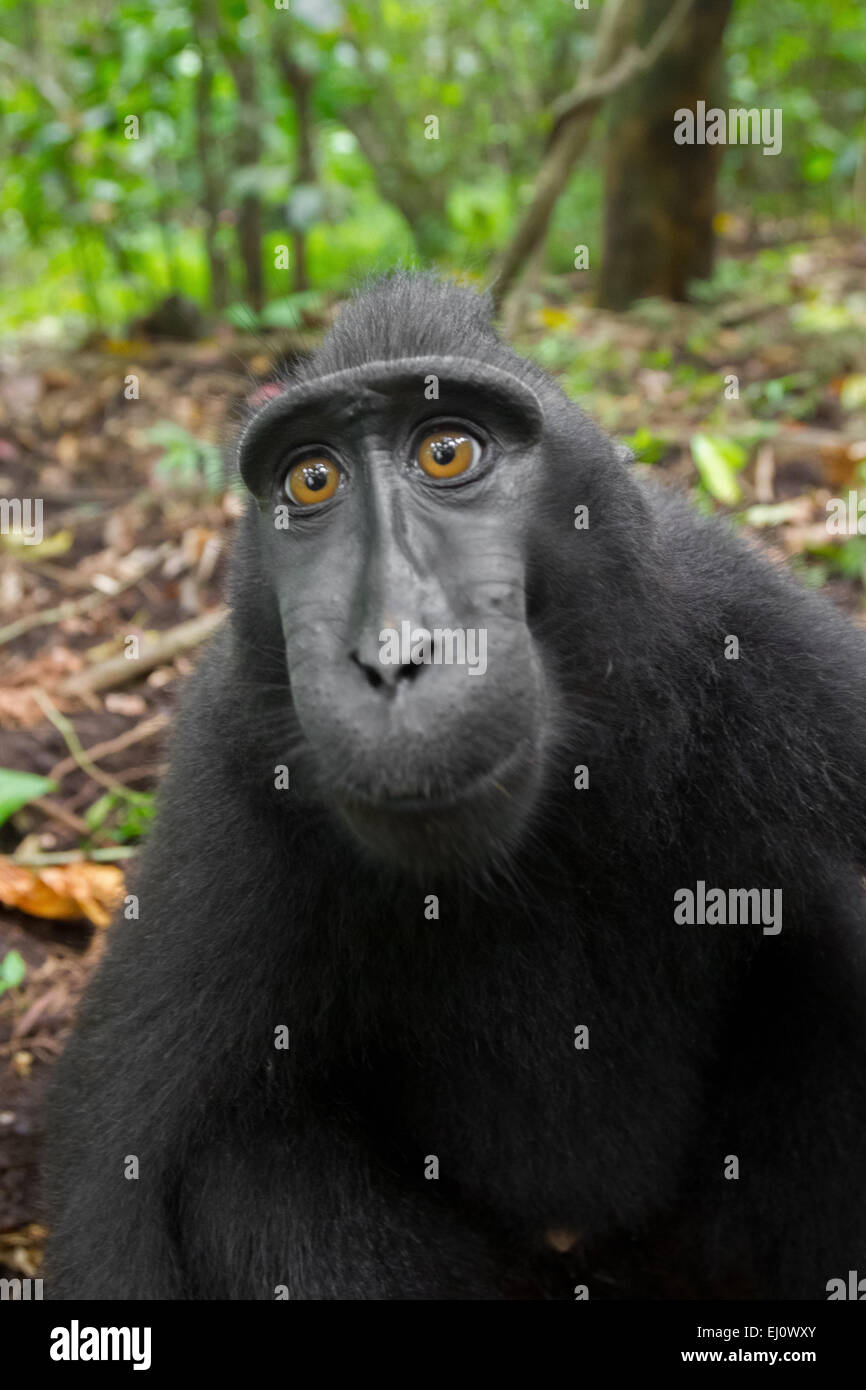 A Sulawesi black-crested macaque (Macaca nigra) is curiously looking into photographer's lens in Tangkoko Nature Reserve, North Sulawesi, Indonesia. Stock Photo