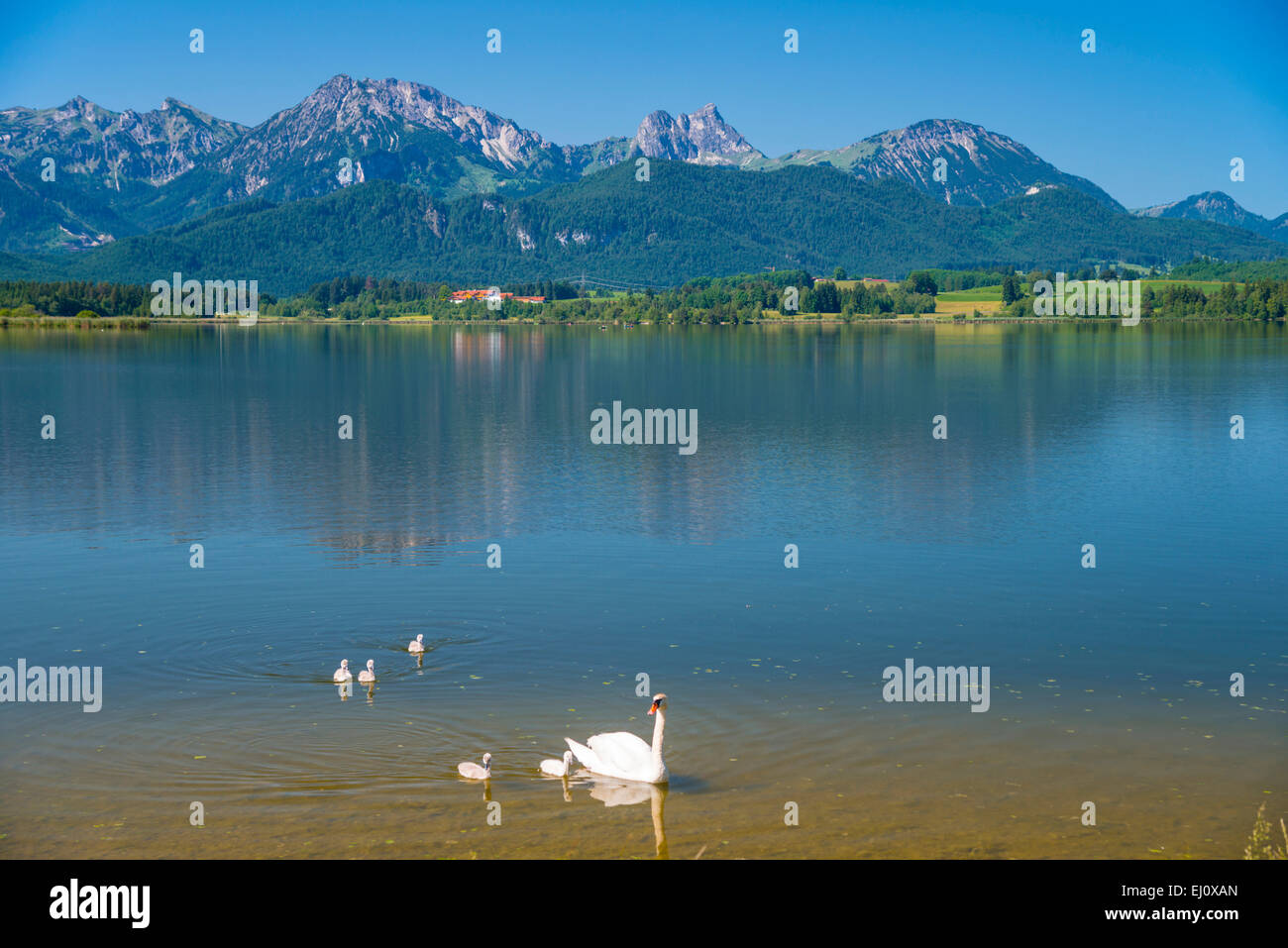Allgäu, outside, Bavaria, Germany, Europe, fauna, Füssen, body of water, white swans, Hopfensee, idyl, idyllic, swans, scenery, n Stock Photo