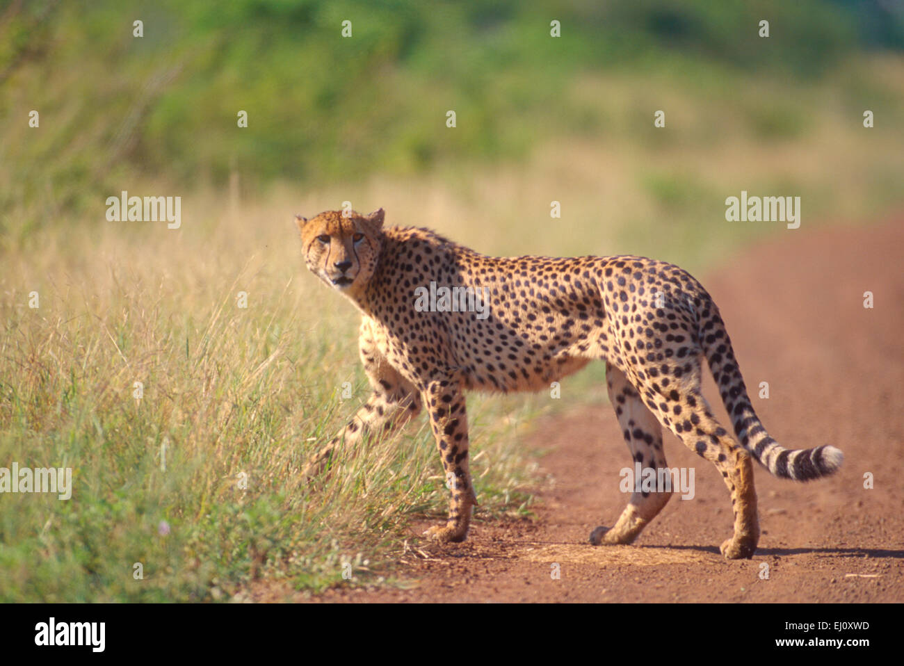 Cheetah, Acinonyx jubatus, Felidae, cat, beast of prey, Mammal, animal, Krüger, National Park, South Africa, Africa, Stock Photo