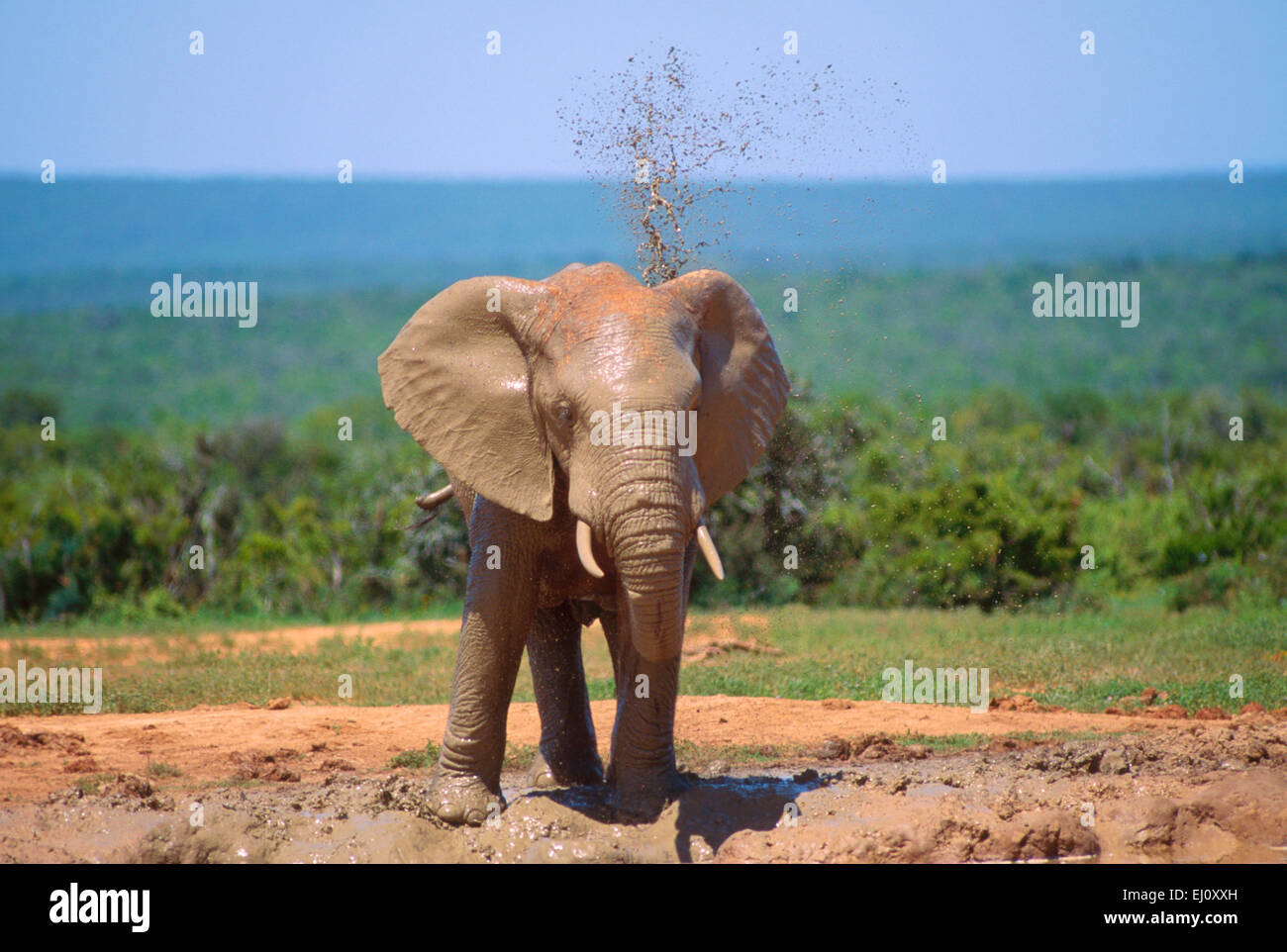 African Elephant, Loxodonta africana, Elephantidae, water whole, bathing, Elephant, mammal, animal, Addo Elephant, National Park, Stock Photo