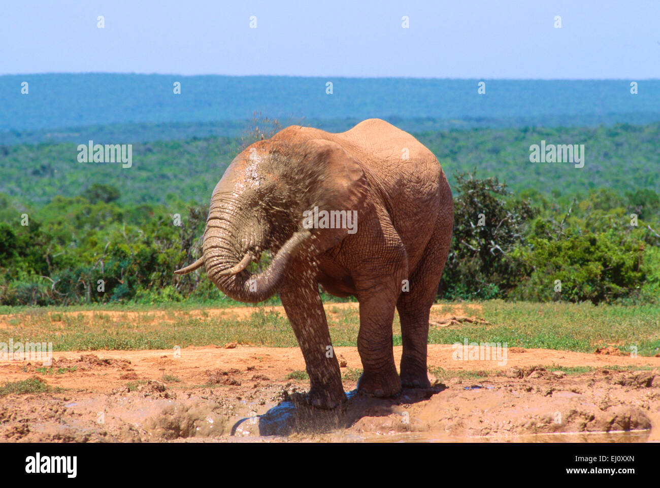 African Elephant, Loxodonta africana, Elephantidae, Elephant, water whole, bathing, mammal, animal, Addo Elephant, National Park, Stock Photo