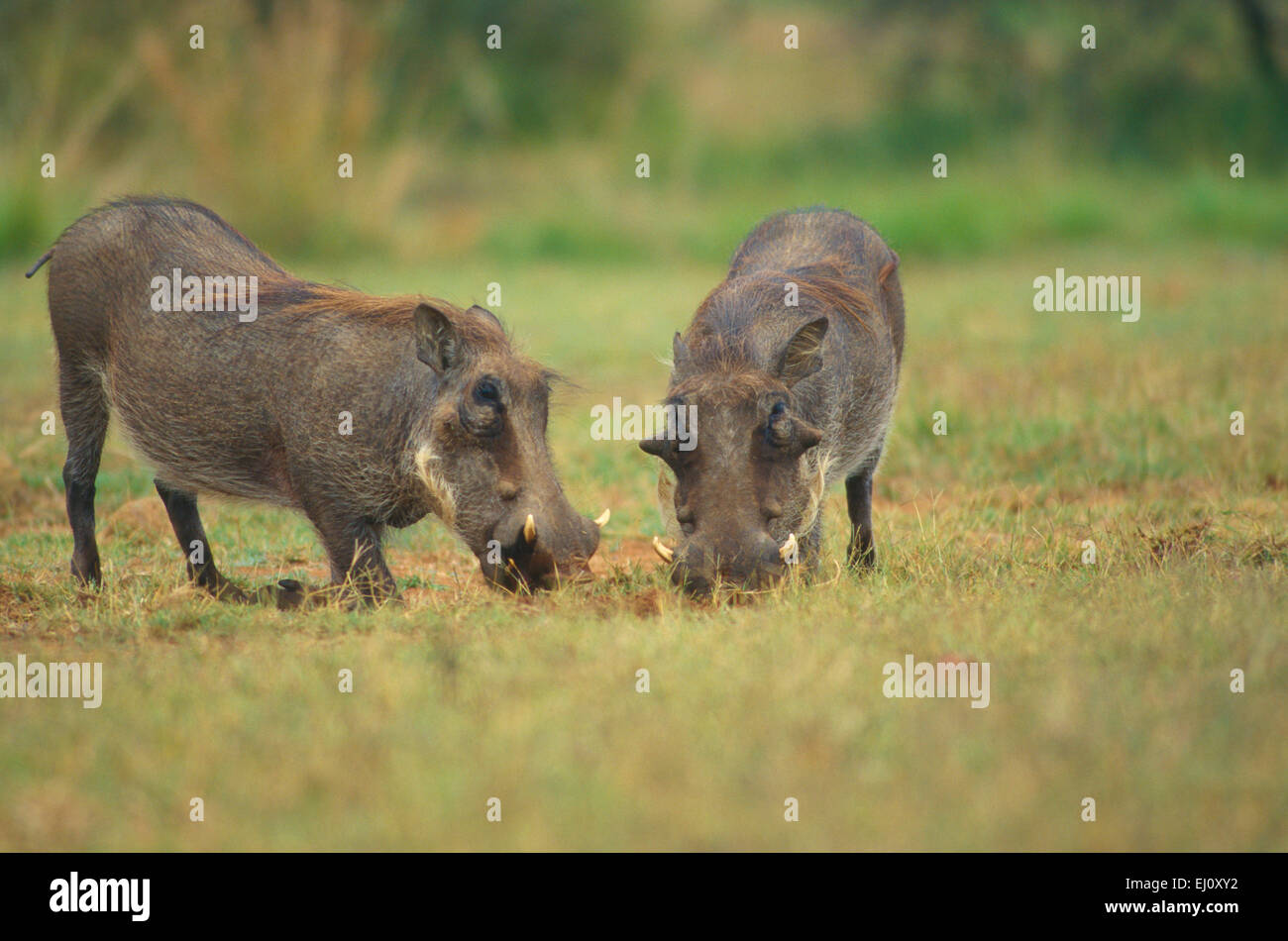 Warthog, Phacochoerus aethiopicus, Suidae, Hog, mammal, animal, feeding, Pilanesberg, National Park, South Africa Stock Photo