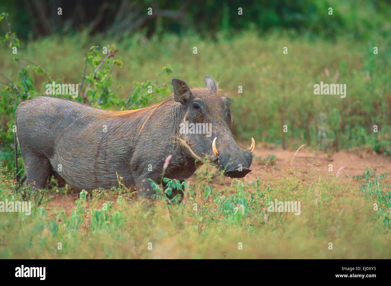 Warthog. Phaecochoerus aethiopicus, Suidae, Hog, manmal, animal, Krüger, National Park, South Africa Stock Photo