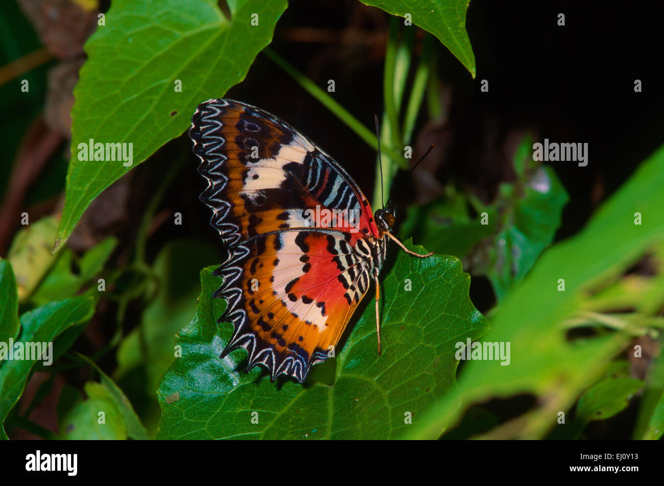 Malay lacewing butterfly hi-res stock photography and images - Alamy