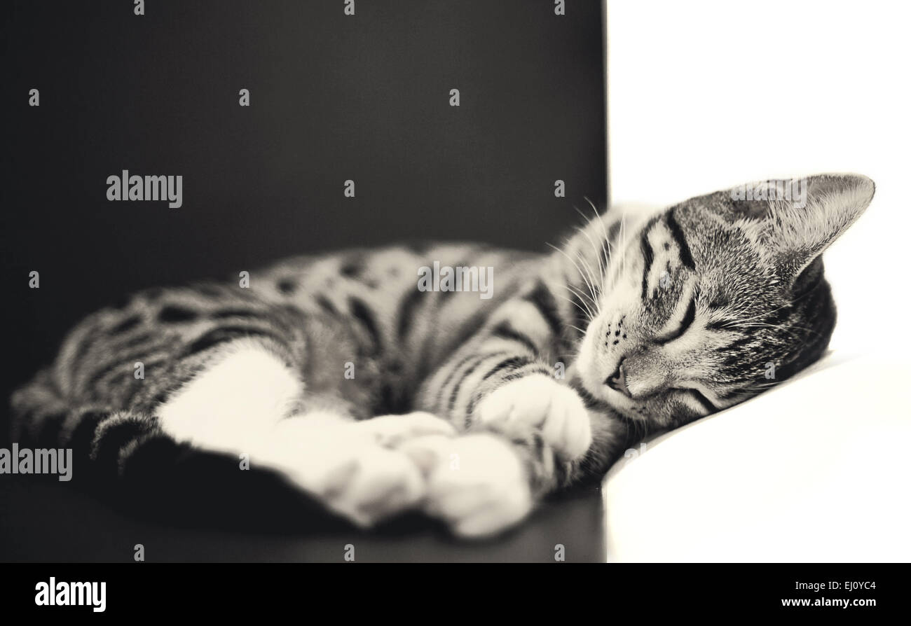 A kitten sleeping according to the rule of thirds. Stock Photo