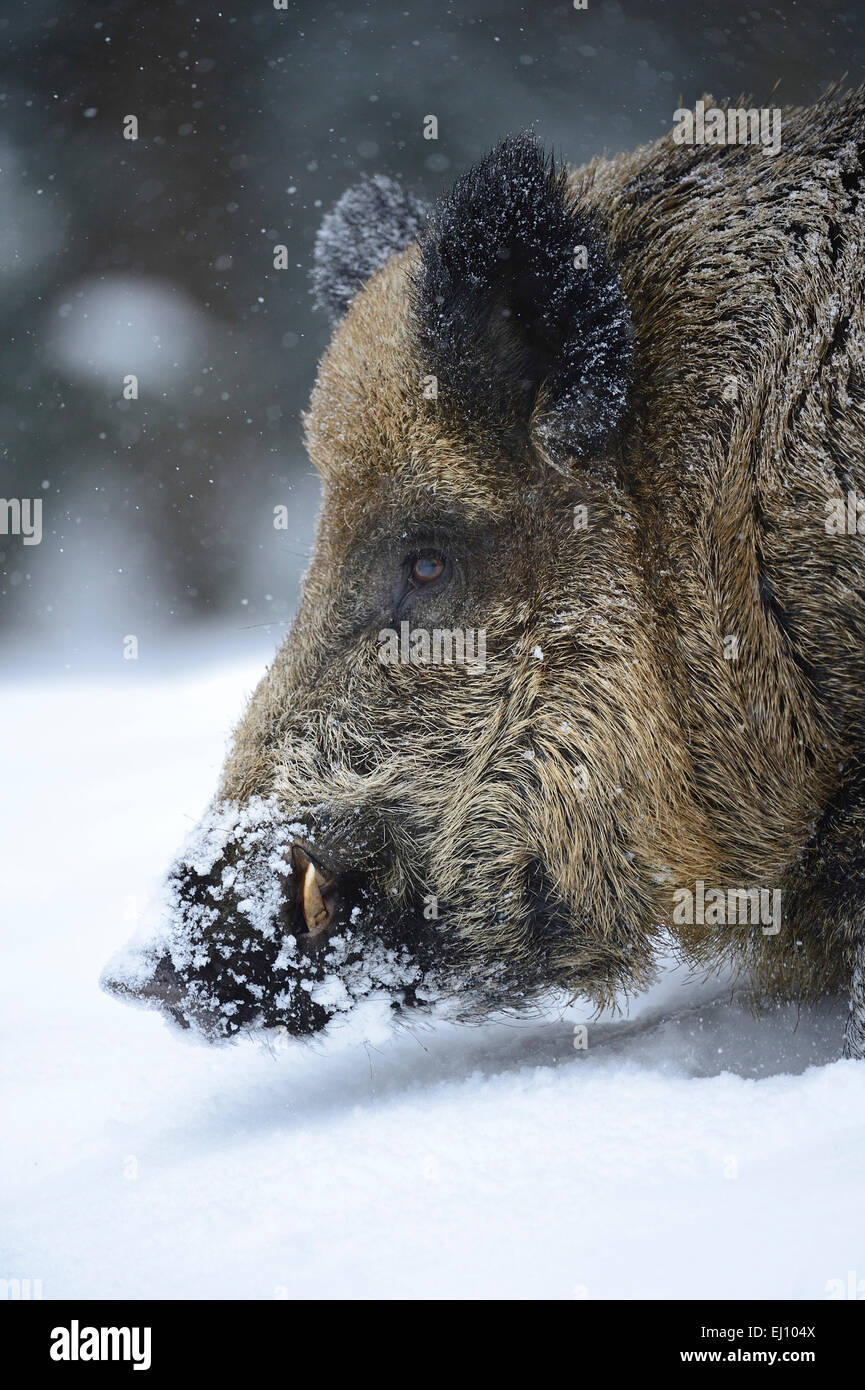Wild boar, Sus scrofa scrofa, sow, wild boars, black game, black smock, pigs, pig, vertebrates, mammals, real pigs, Germany, Stock Photo