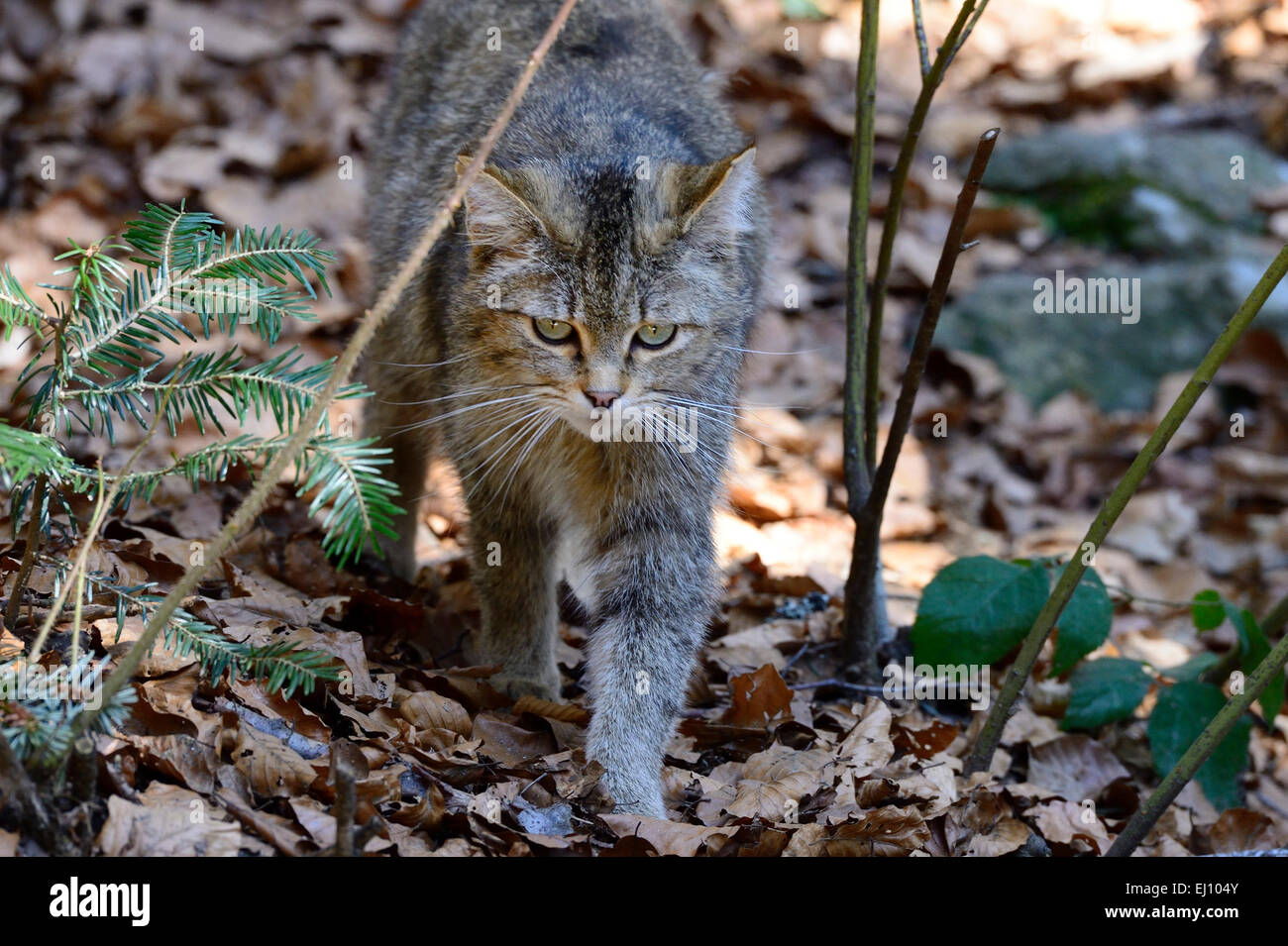 Wildcat, predator, small cats, cats, cat, wild cats, Felis silvestris, wildcats, predators, Germany, Stock Photo