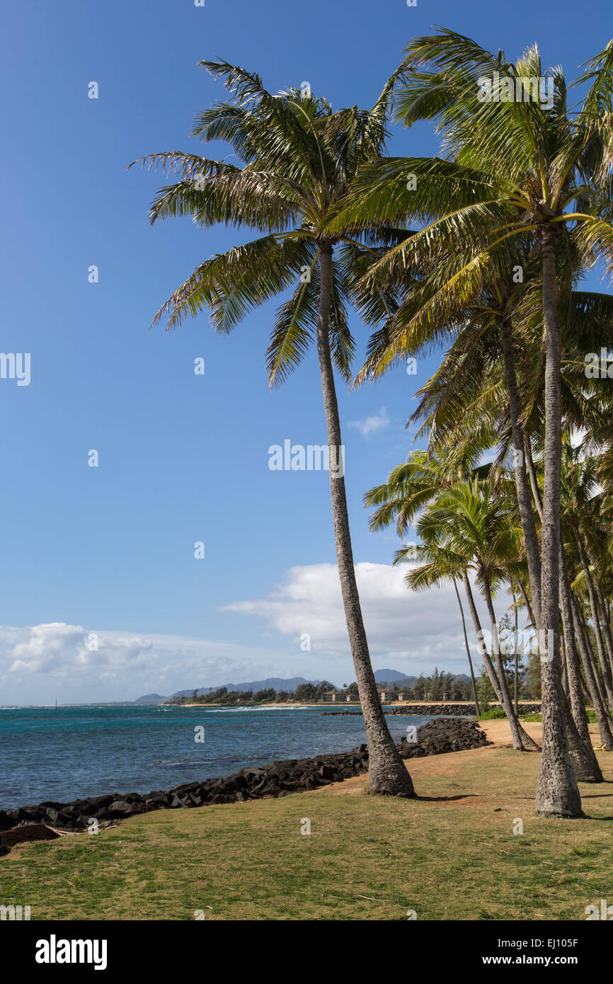 Coconut Palm tree on the sandy beach in Hawaii, Kauai Stock Photo - Alamy