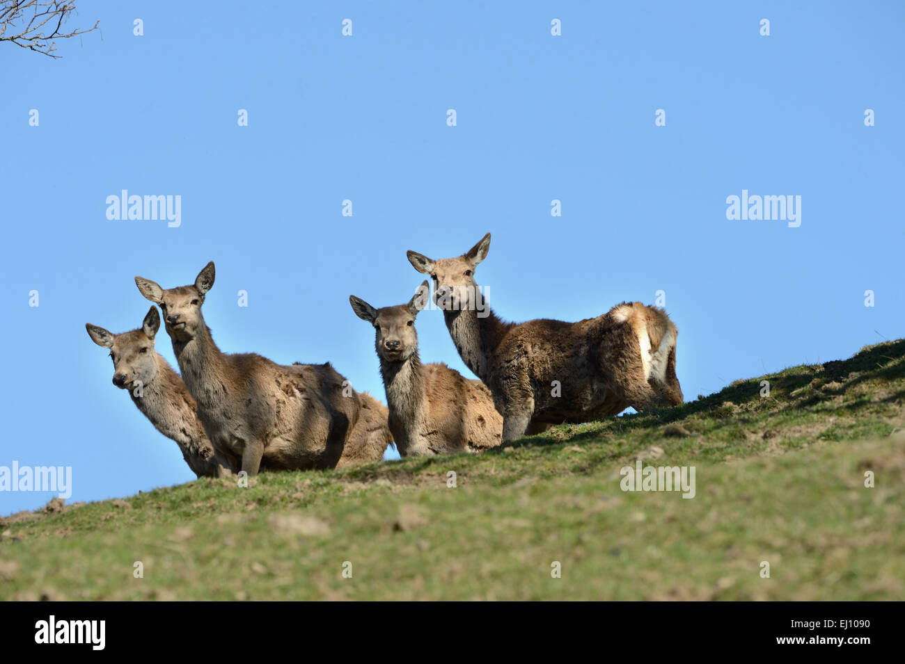 Red deer, antlers, Germany, Cervids, Cervus elaphus, deer, hoofed animals, phloem, antlers, animals, wild animals, spring, alp Stock Photo