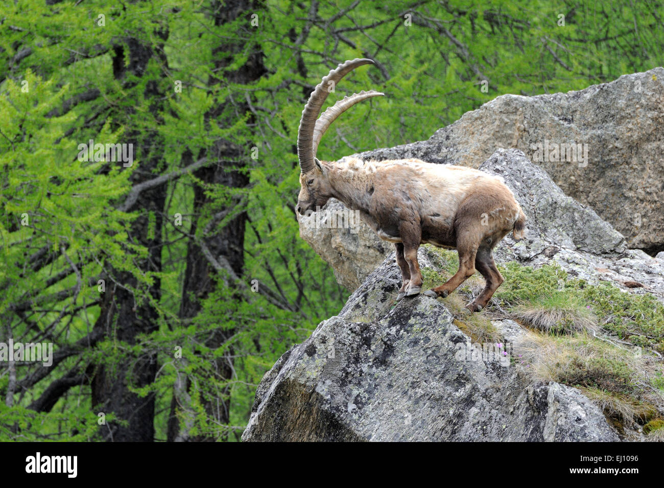 Capricorn, Ibex, mountain nanny goat, ruminat, Bovidae, Boviden, Germany, Capra ibex, mountains, horns, animals, wild animal, Stock Photo