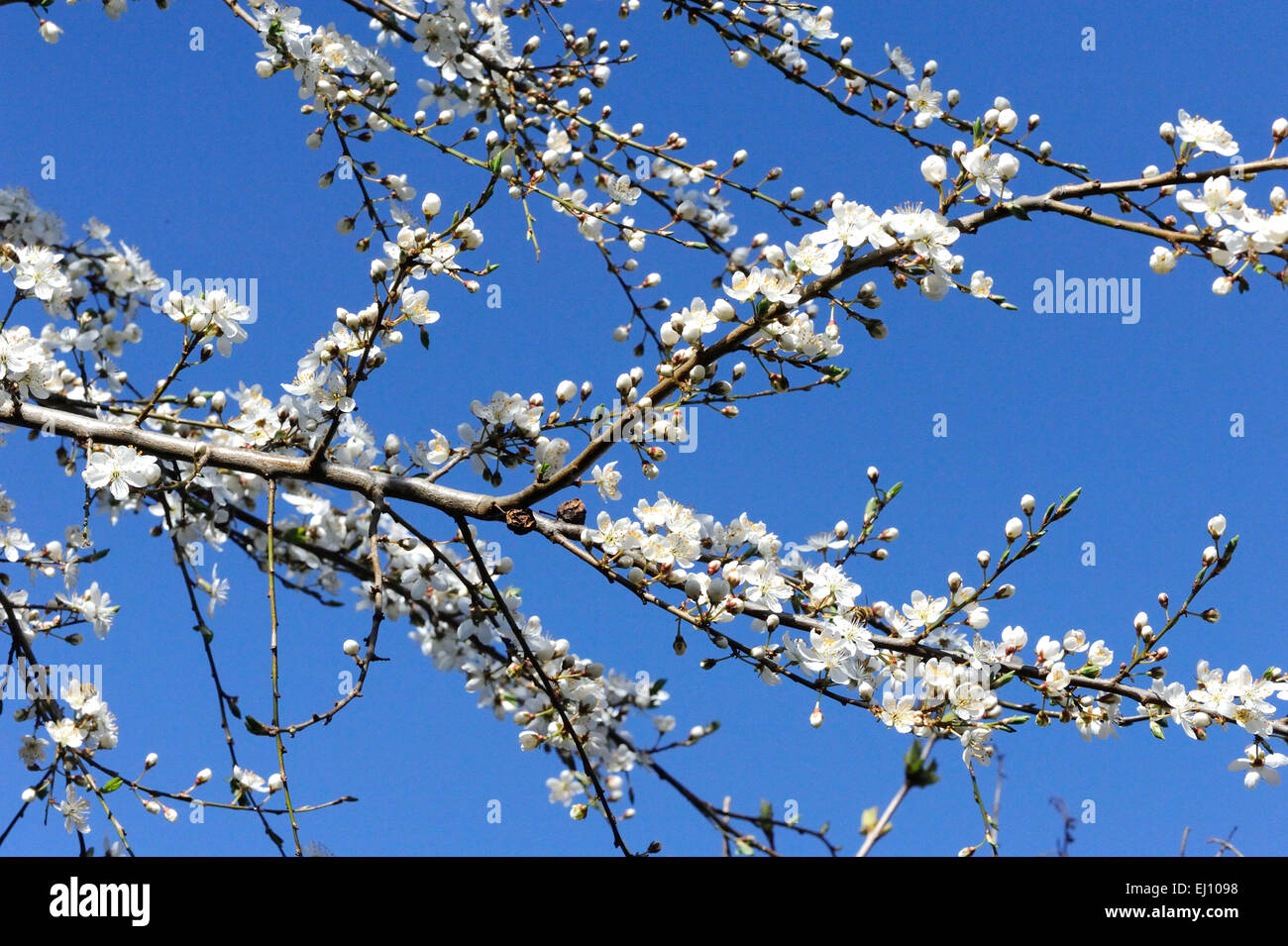 Blossoms, Flourishes, tree blossom, Spring, Fruit blossoms, Petals, blue, knows, Stock Photo