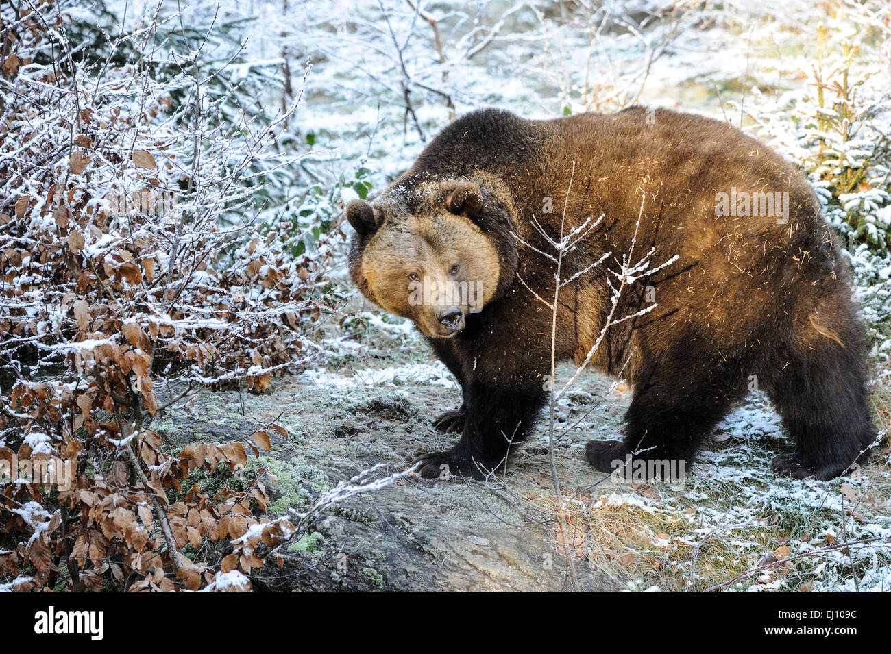 Brown bear, bear, European bear, fur, predator, animals, Ursus arctos, wild animals, winter, winter fur Stock Photo