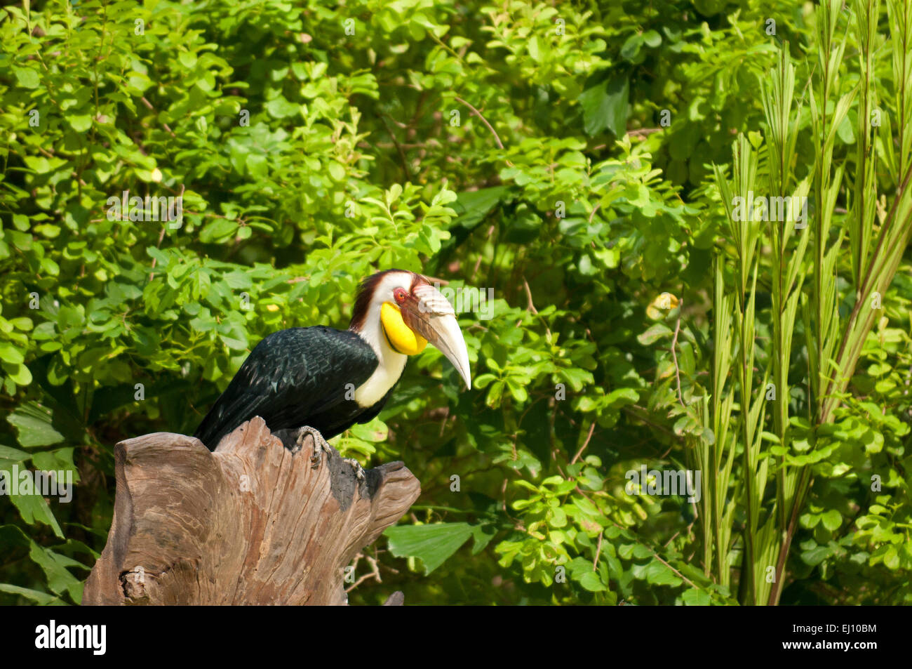 Wreathed Hornbill, Hornbill, Thailand, bird, aceros undulatus, rhyticeros undulatus Stock Photo