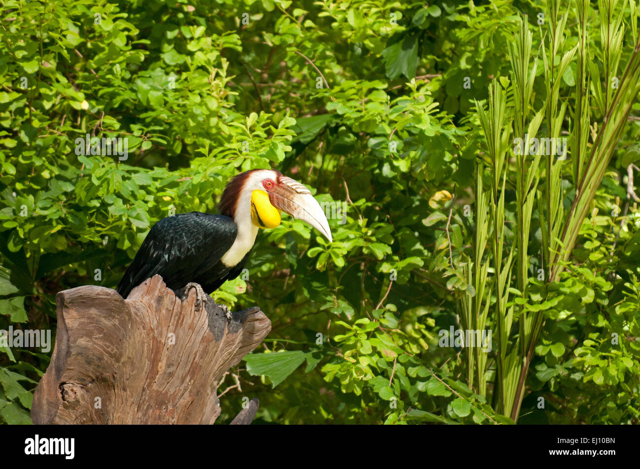 Wreathed Hornbill, Hornbill, Thailand, bird, aceros undulatus, rhyticeros undulatus Stock Photo