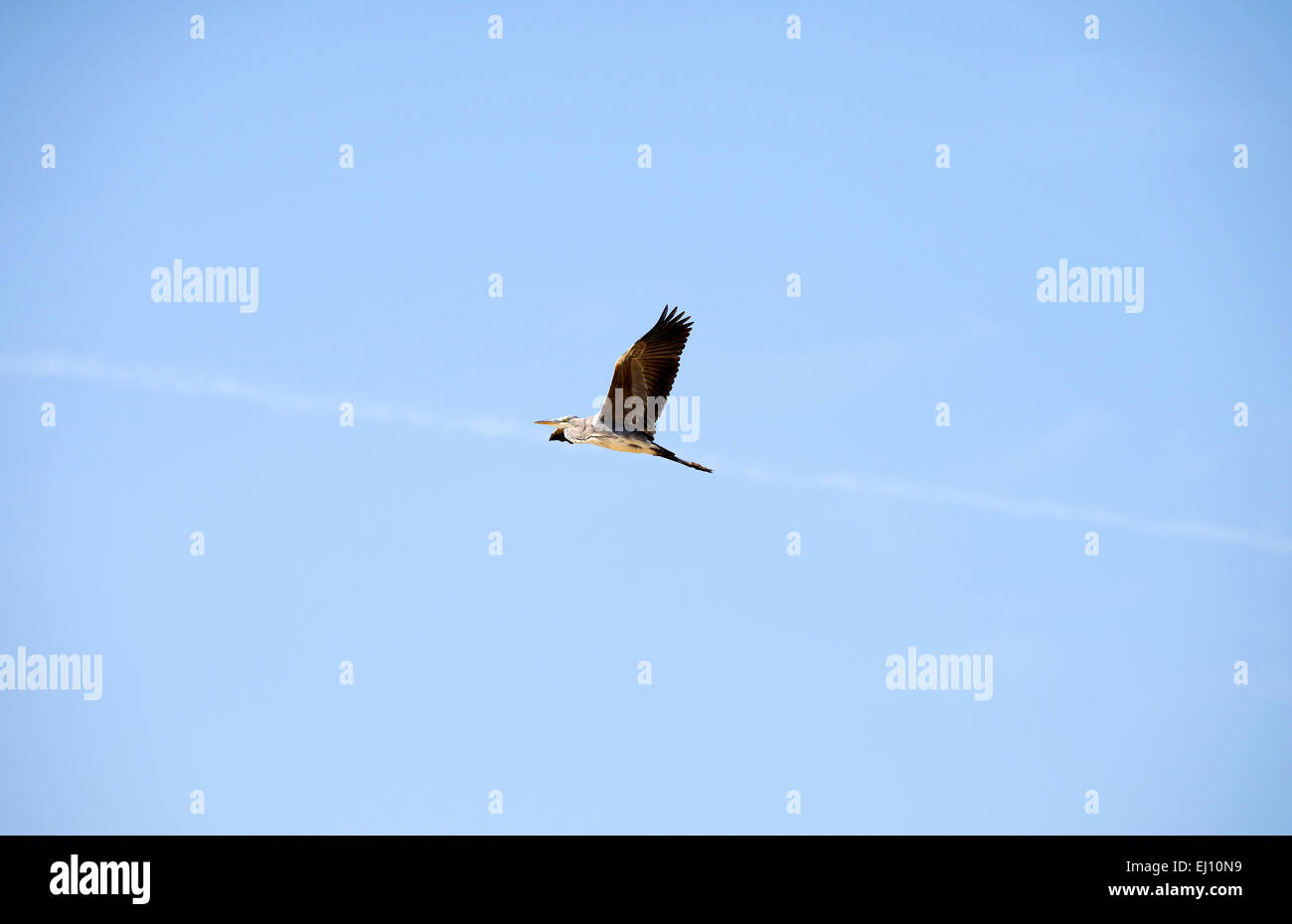 Grey Heron, Flying, heron, bird, wader, flight, ardea cinerea Stock Photo