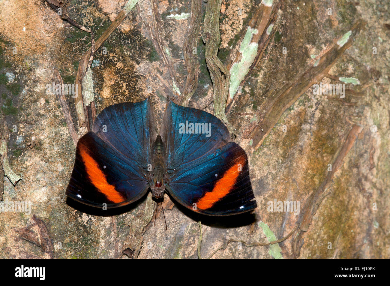 Malayan Oakleaf, Thailand, Malaysia, insect, butterfly, kallima ...