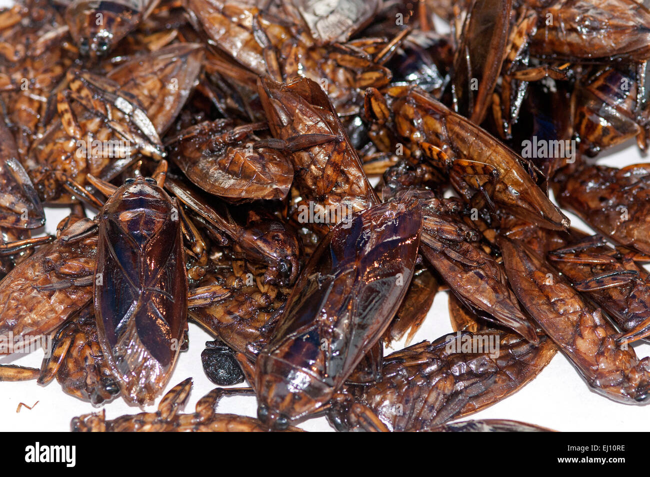 Thailand, Insects, eat, Giant water bug, tourism, lethocerus indicus