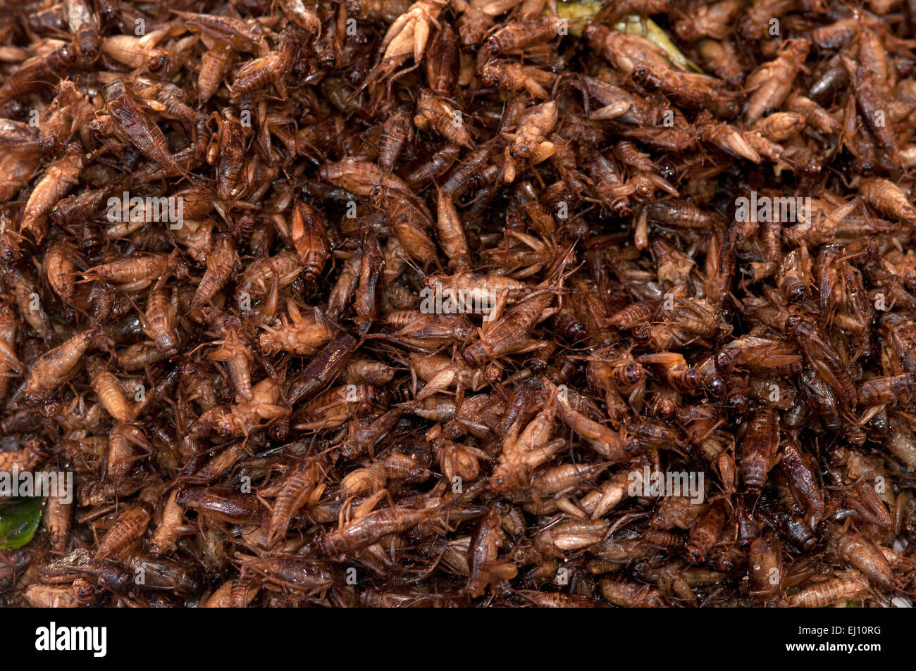 Thailand, Fried crickets, eat, tourism, proteins, asia