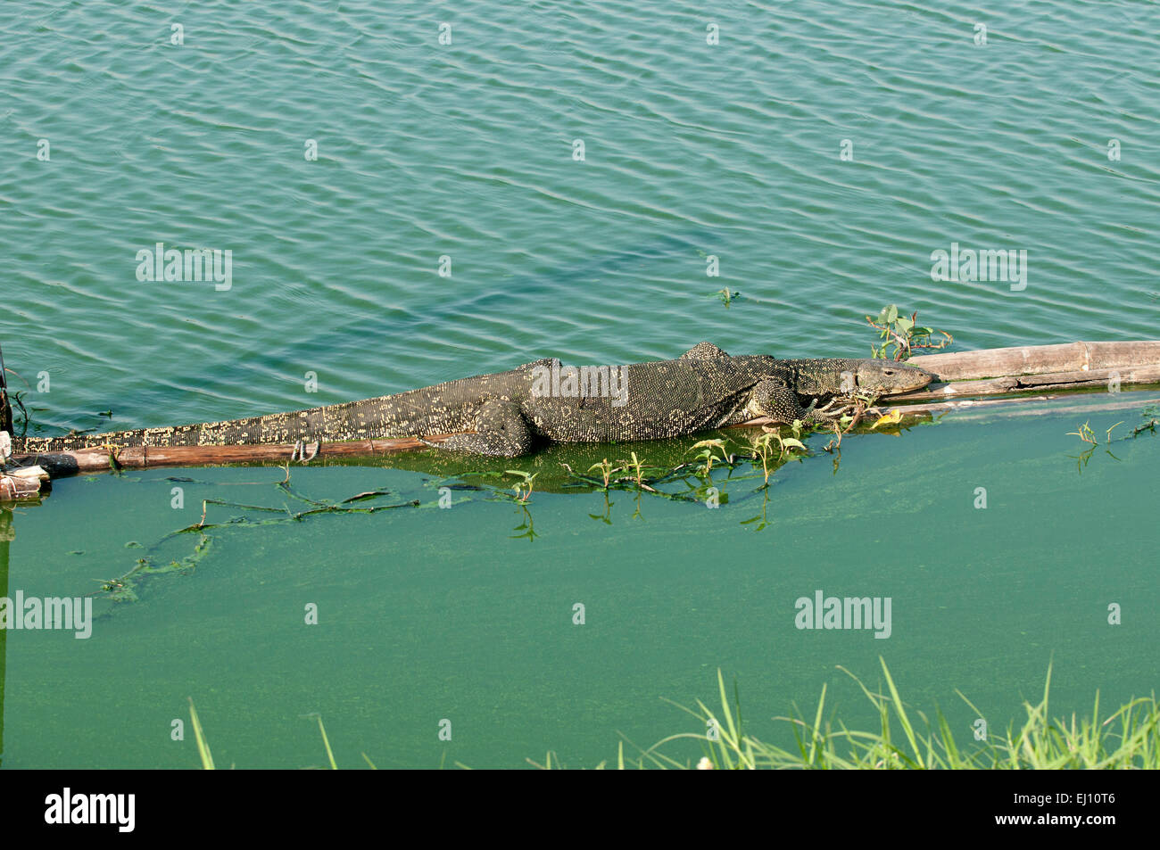 Water monitor lizard thailand lizard animal reptile varanus