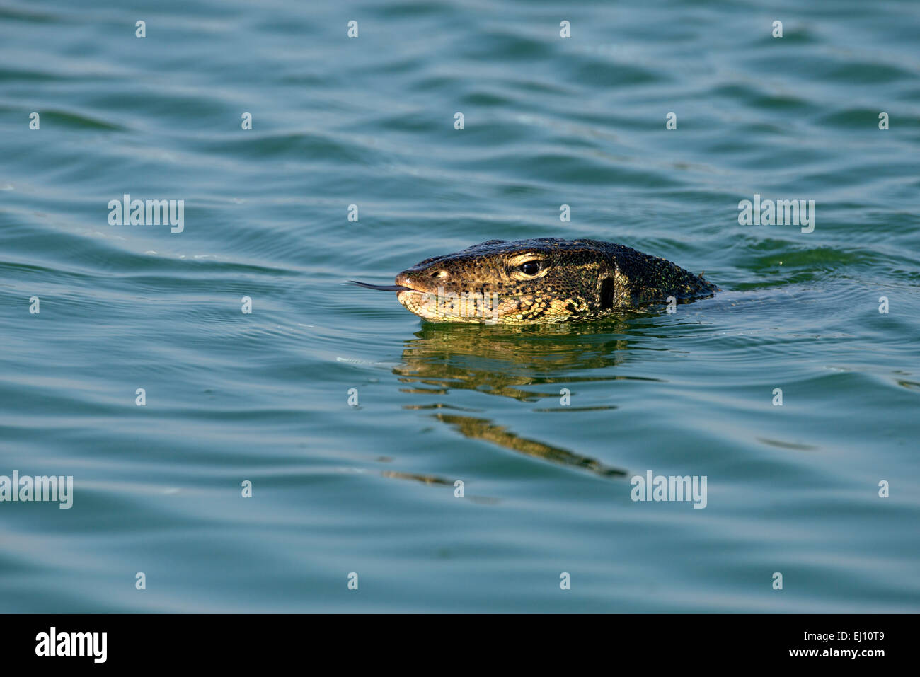 Water monitor lizard, Swimming, Thailand, lizard, animal, reptile