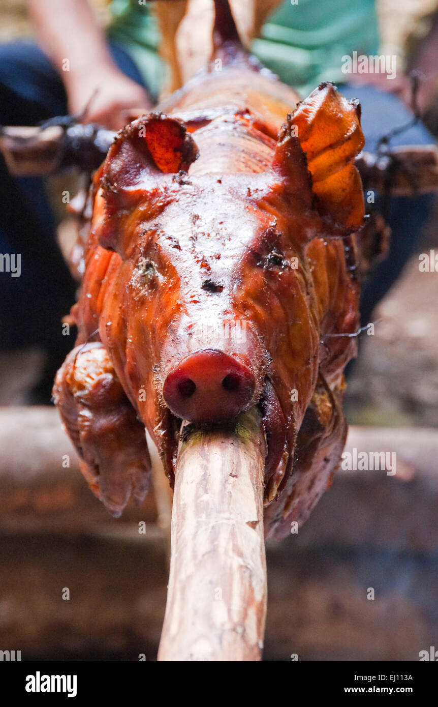 Vertical view of a hog roast on a makeshift spit in Cuba. Stock Photo