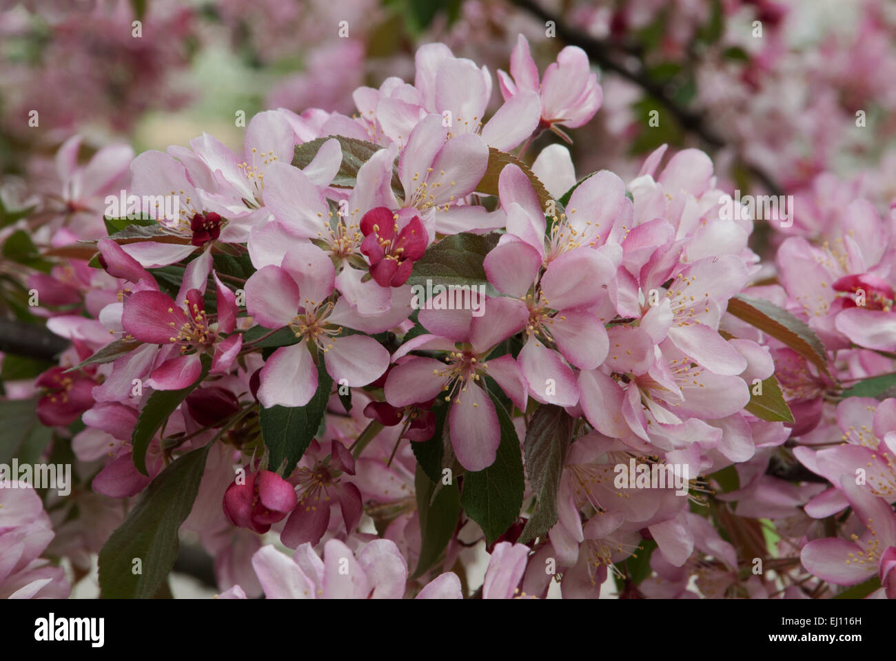 Malus  '  CANDIED APPLE  ' , photographed at  the Arie den Boer garden in Des Moines, Iowa. Stock Photo