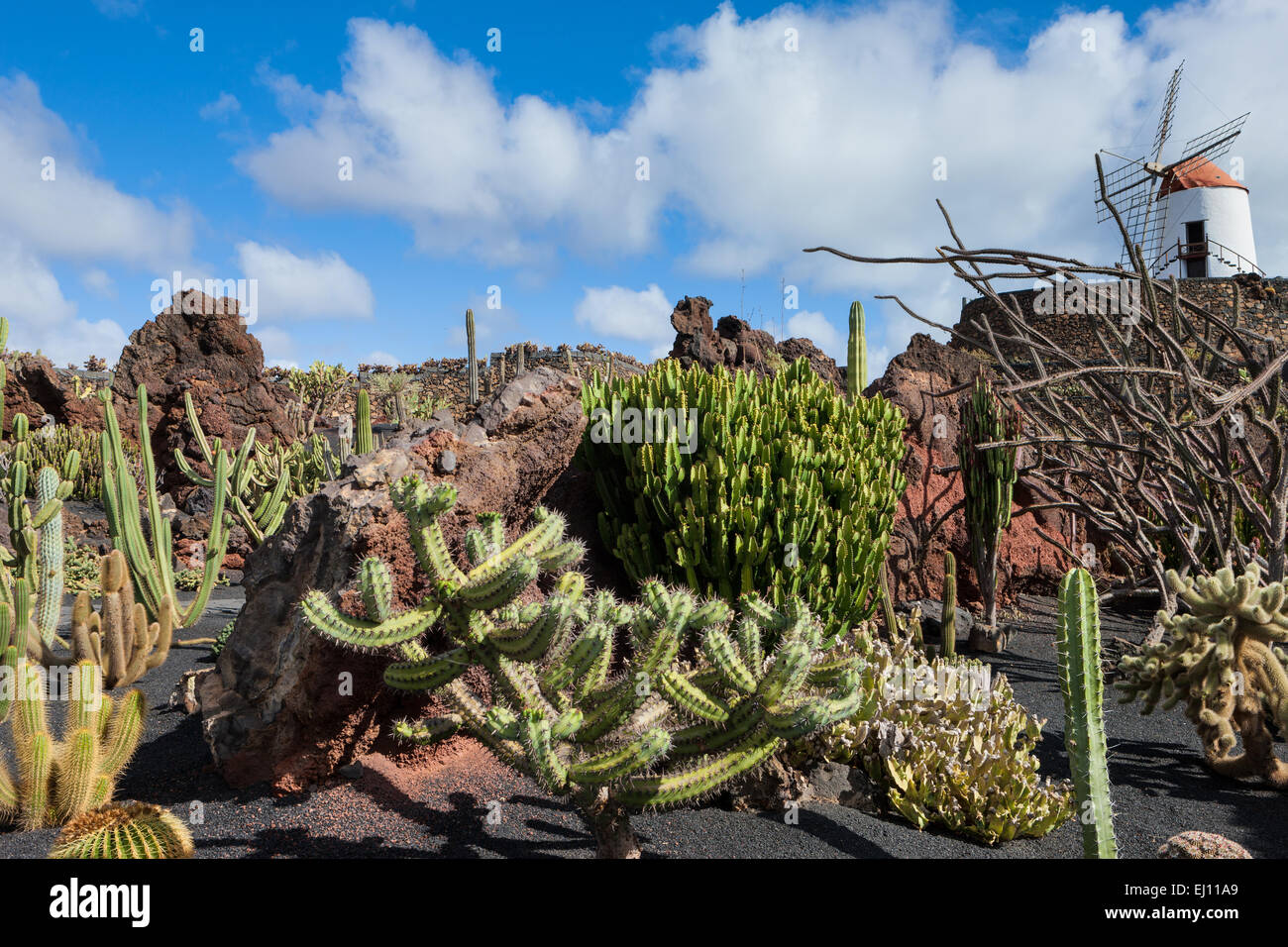 Guatiza, Spain, Europe, Canary islands, Lanzarote, park, cacti, windmill  Stock Photo - Alamy