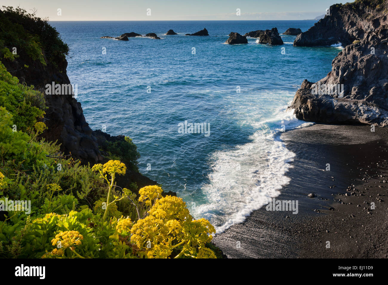 Playa Zamora, Spain, Europe, Canary islands, La Palma, sea, coast, rock, cliff, plants, sea salad Stock Photo