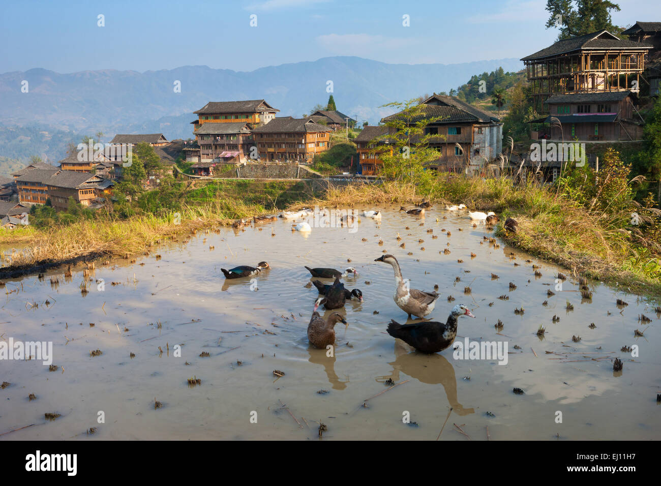 Jinkeng Dazhai, China, Asia, region, Guangxi, village, agriculture, rice, Longsheng, geese Stock Photo