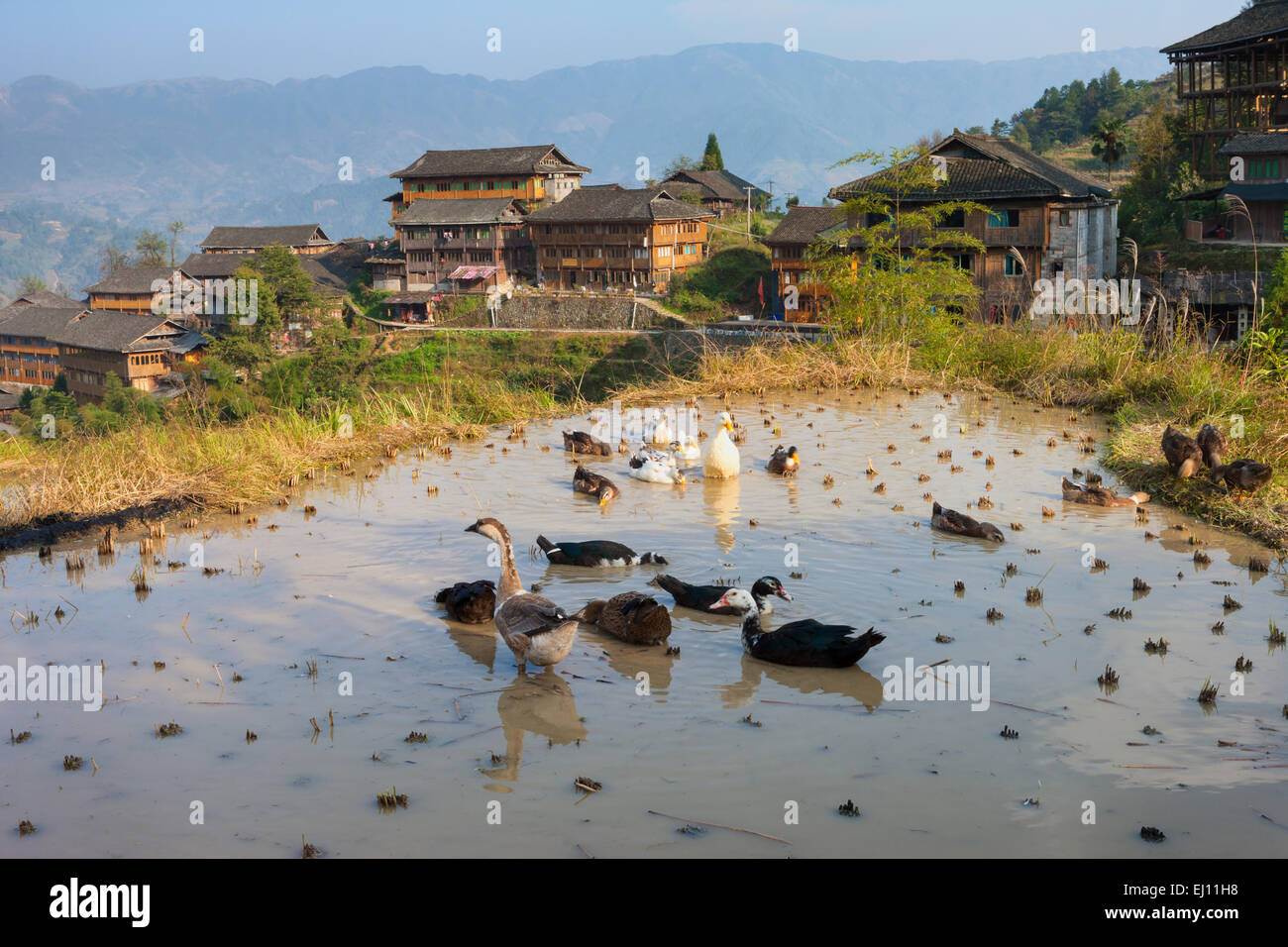 Jinkeng Dazhai, China, Asia, region, Guangxi, village, agriculture, rice, Longsheng, geese Stock Photo