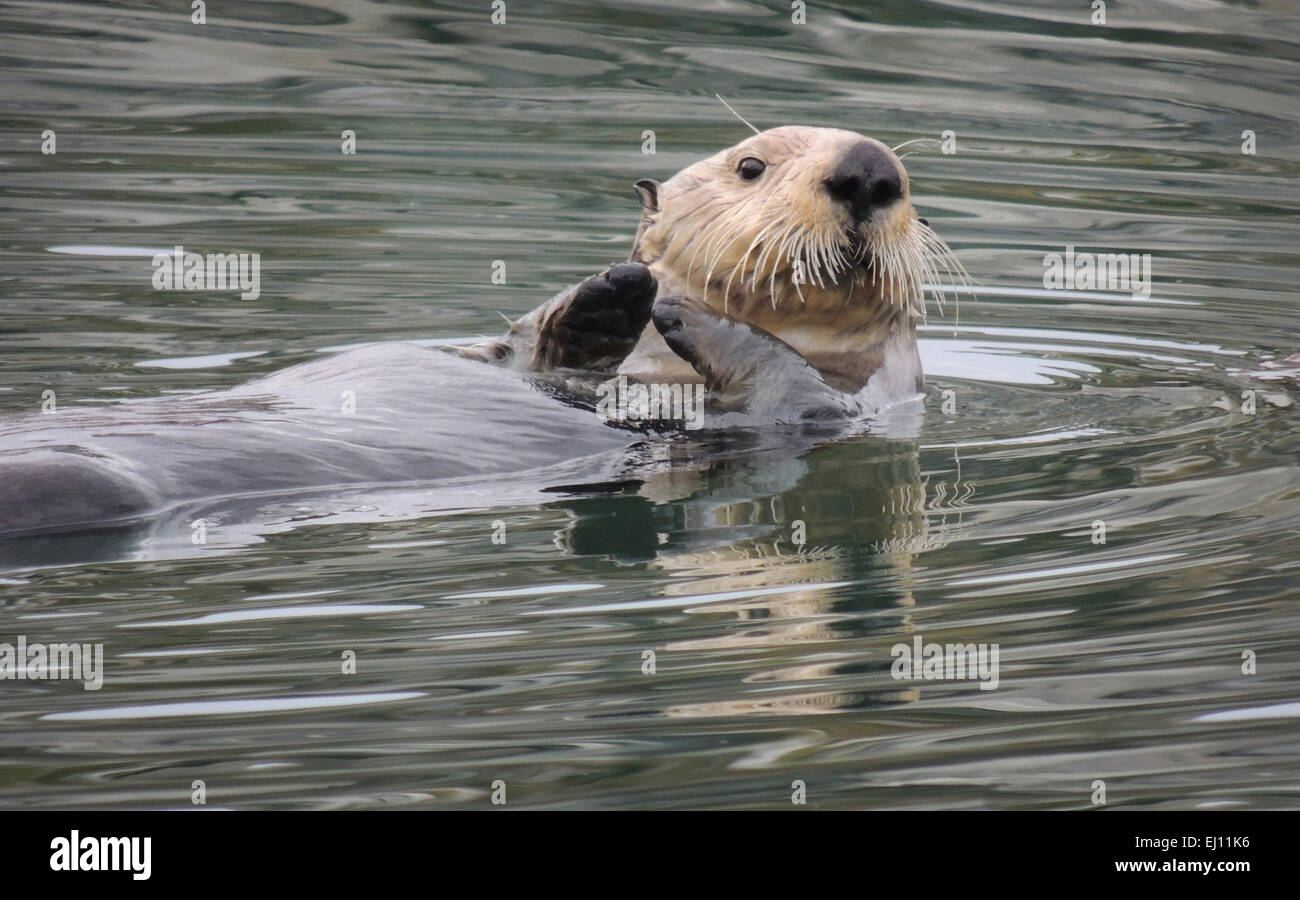 Sea otter (Enhydra lutris). Sea otters are one of the smallest of the Marine mammal family but one of the largest of the weasel Stock Photo