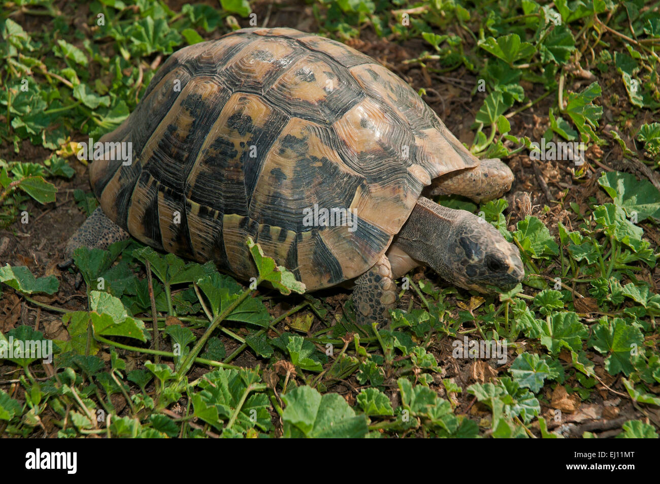 Spur-thighed tortoise or Greek tortoise (Testudo graeca), Region of Andalusia, Spain, Europe Stock Photo