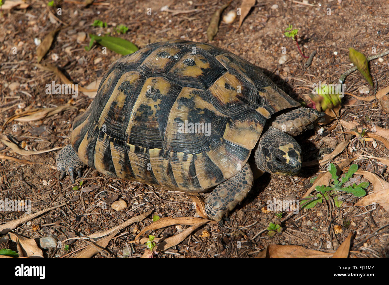 Spur-thighed tortoise or Greek tortoise (Testudo graeca), Region of Andalusia, Spain, Europe Stock Photo