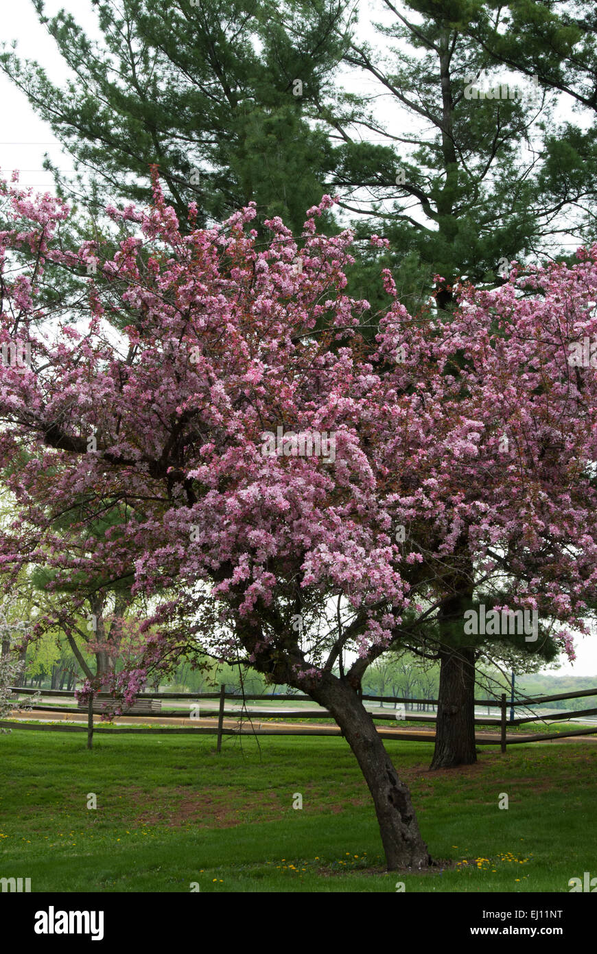 Malus " Purple Eleyi Jay Darling " , photographed at the Arie den Boer