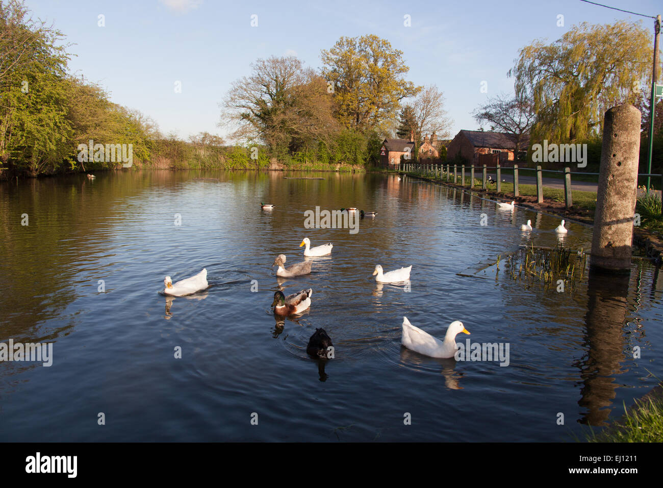 Village of Coddington, Cheshire, England. Picturesque spring view of