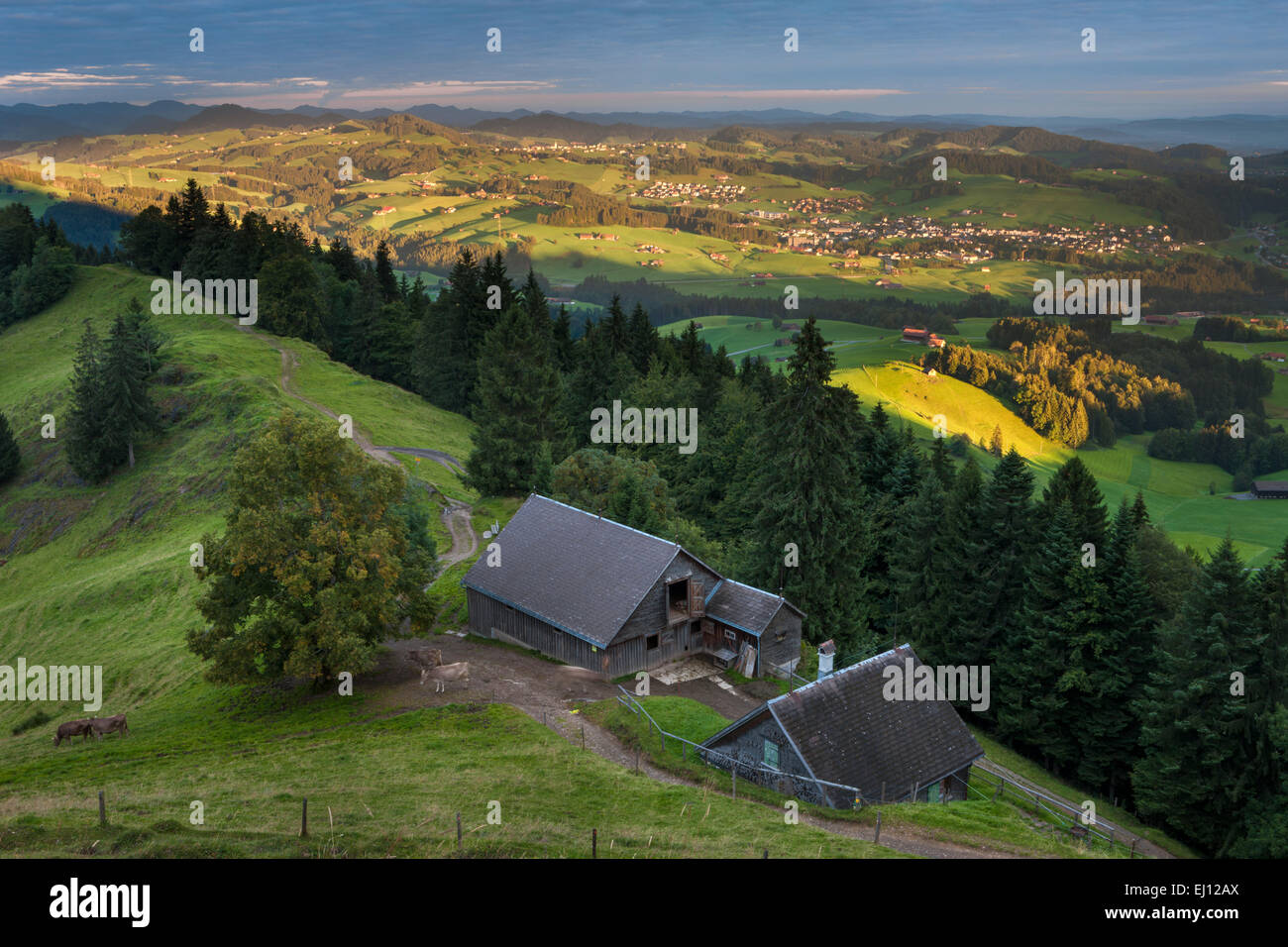 View, Hundwiler Höhe, Hundwil height, Switzerland, Europe, canton, Appenzell, Ausserrhoden, wood, forest, spruces, Alp, morning l Stock Photo